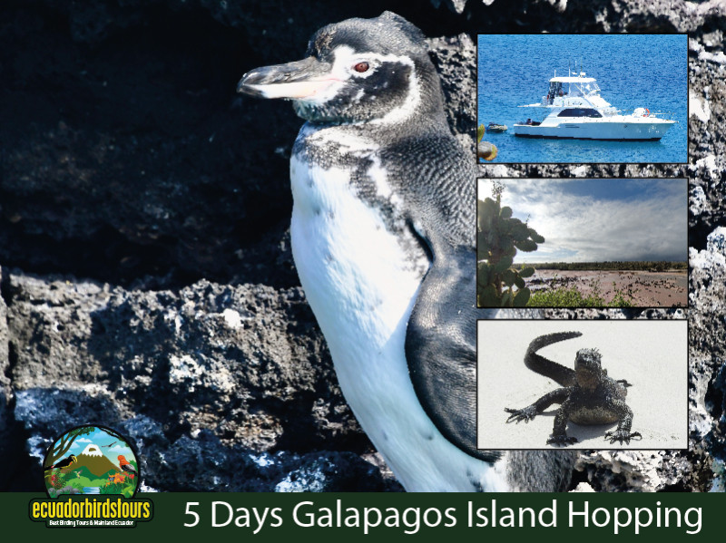 5 Days Magic Galapagos Islands Hopping