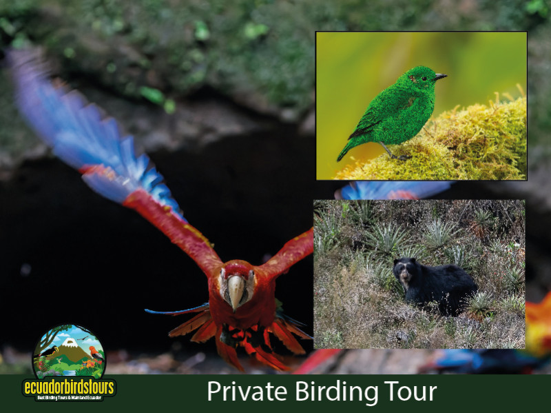 15 Days Andes Cloud Forests & Amazon Basin Paradise