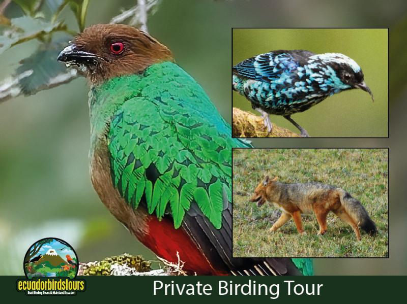 9 Days Ecuador Birds Tours Hotspots