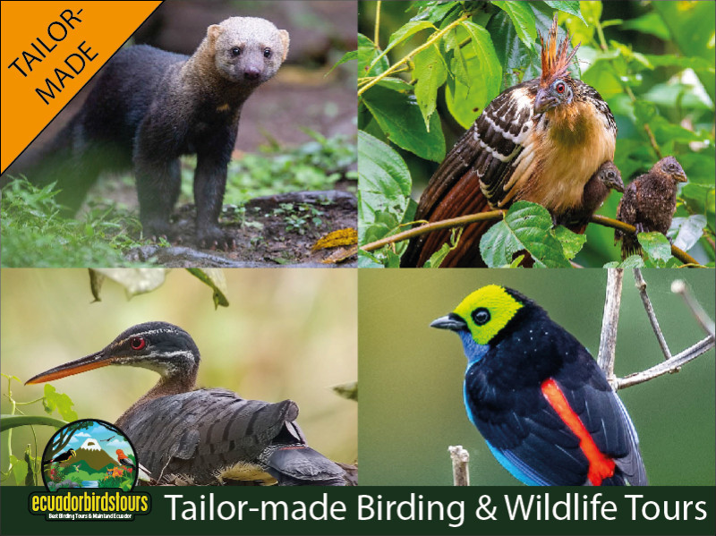 Request Tailor-made Birding & Wildlife Itinerary