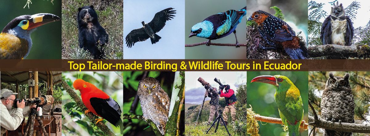 Birding Tours In Ecuador