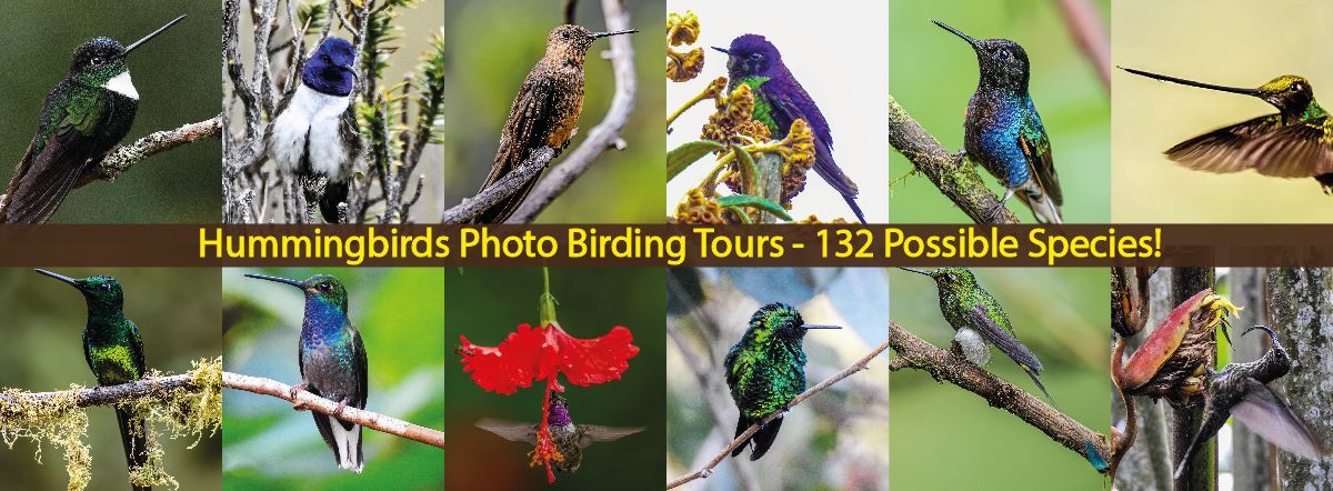 Hummingbirds Tours In Ecuador By Ecuadorbirdstours