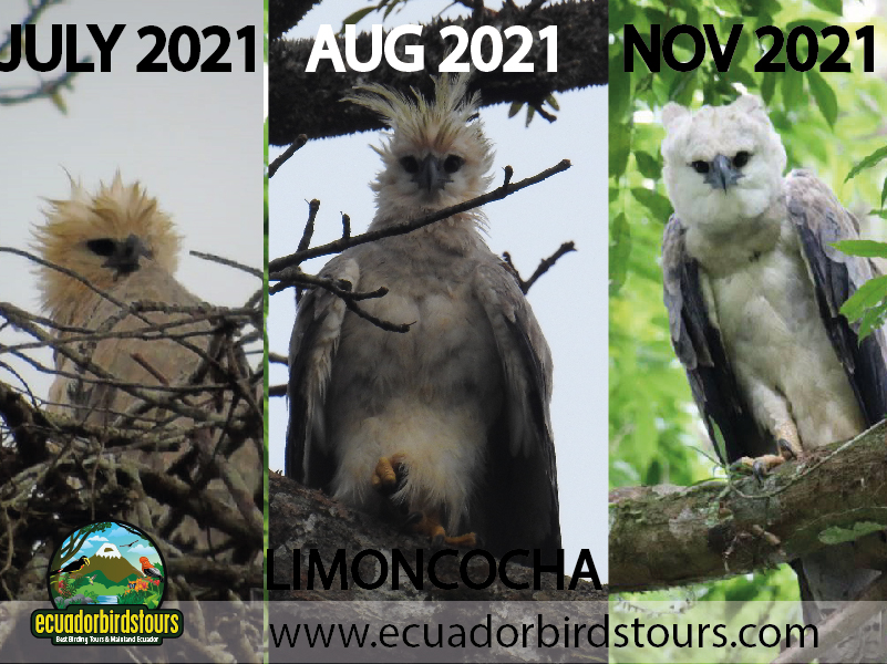Harpy Eagle Limoncocha