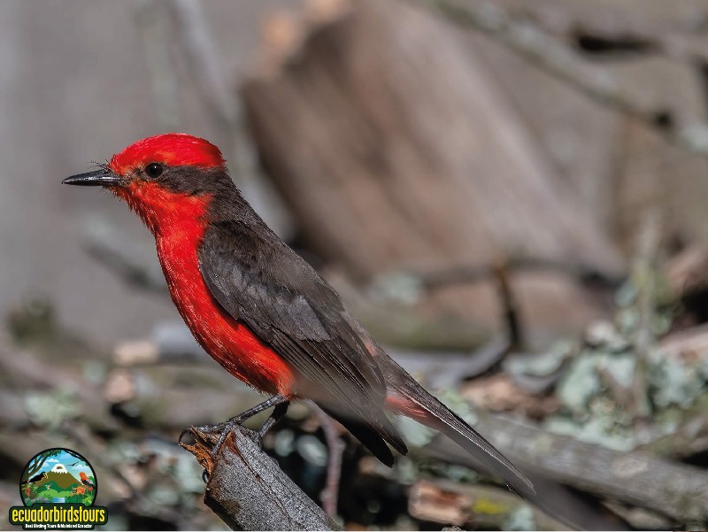 Vermillion Flycatcher