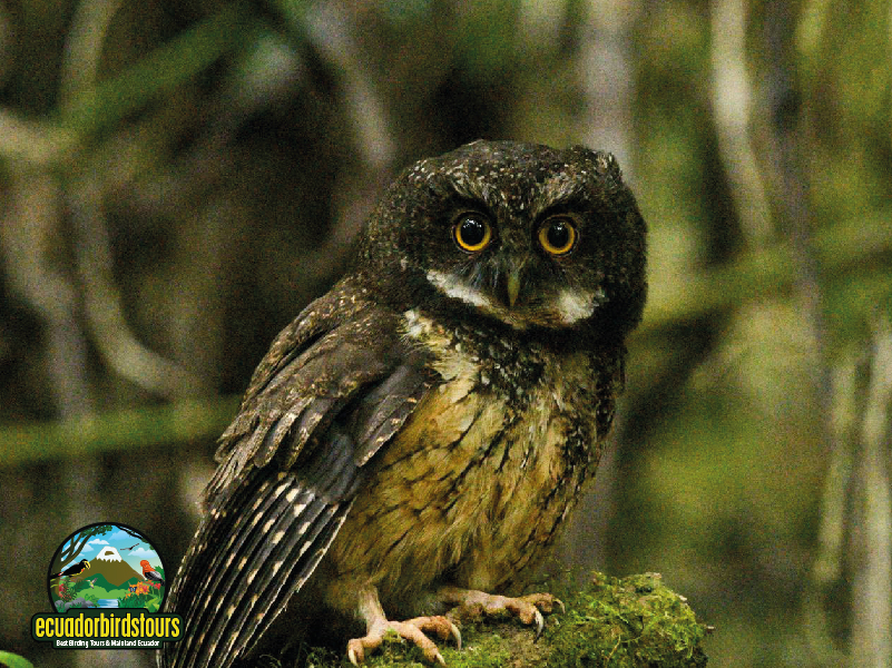 White-throated Screetch Owl