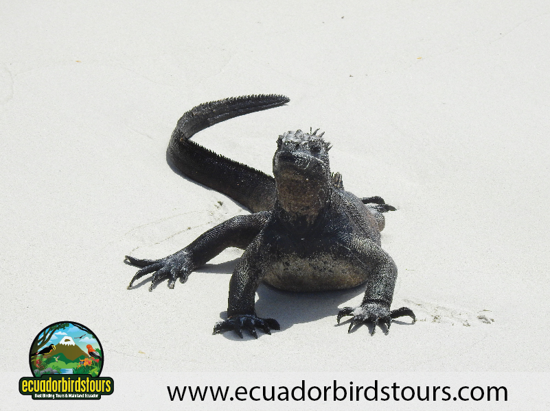 Tortuga Bay Galapagos 09