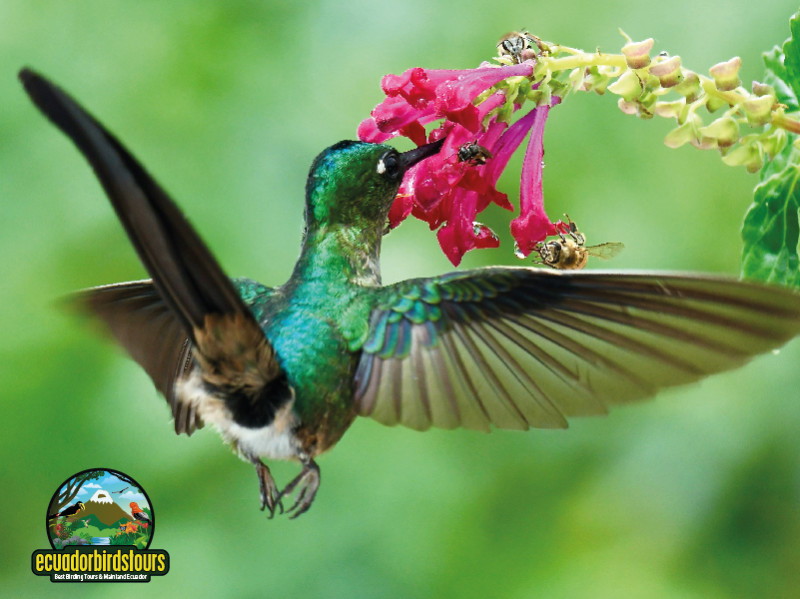 Violet-tailed Sylph