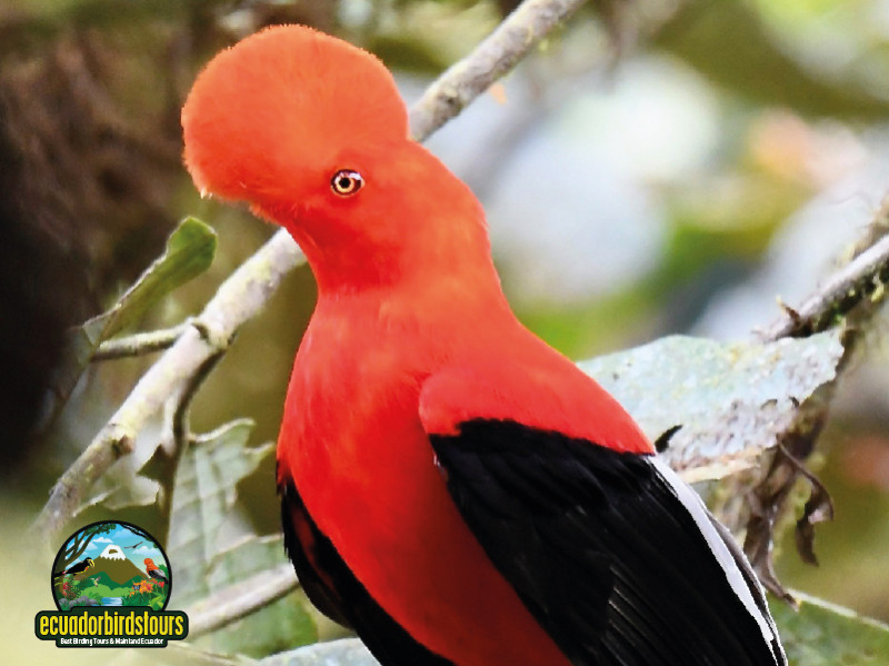 Andean Cock of the Rock