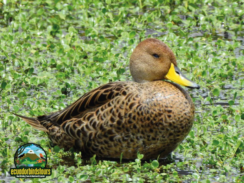 Yellow-billed Pintail