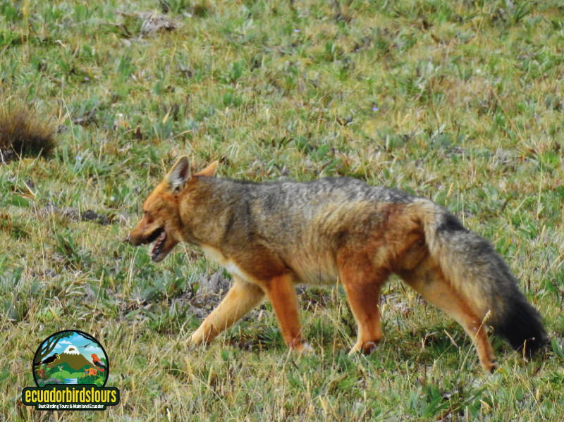 Andean Fox
