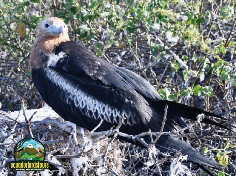 Juvenile Frigate Bird