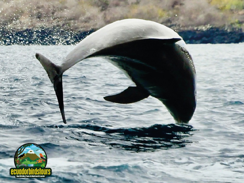 Bottlenose Dolphin