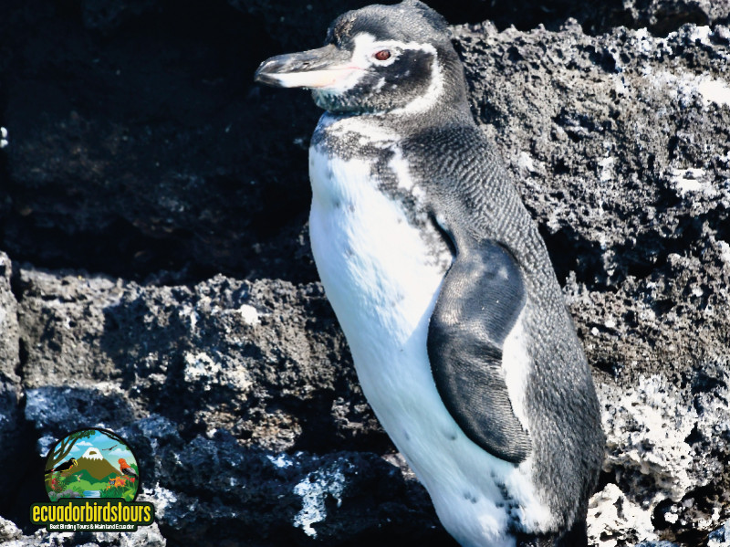 Galapagos Penguin