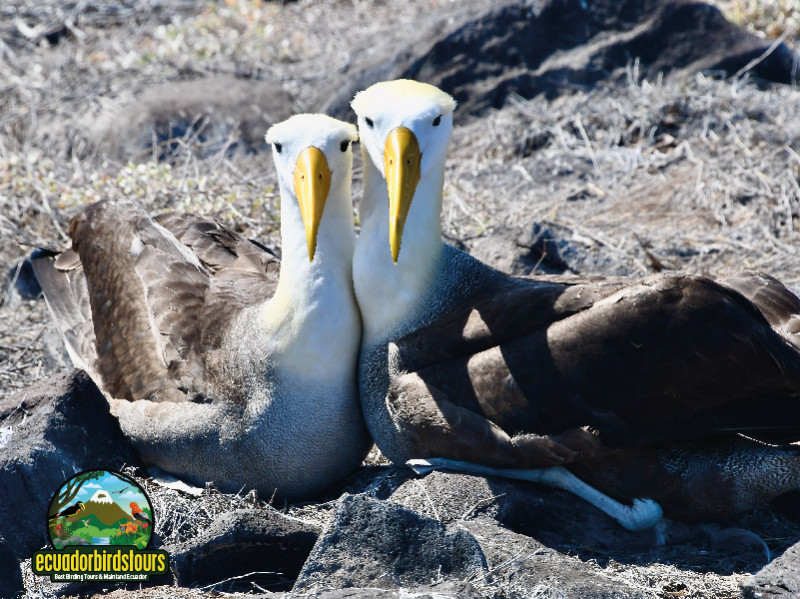 Waved Albatrosses