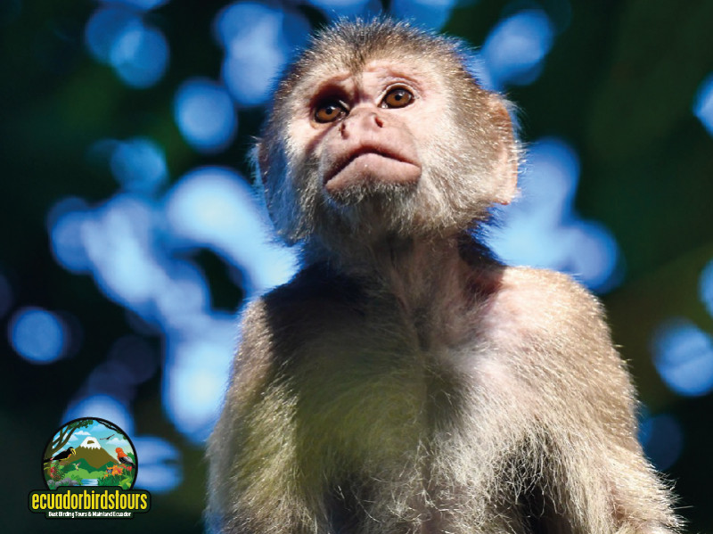 Ecuadorian Squirrel Monkey
