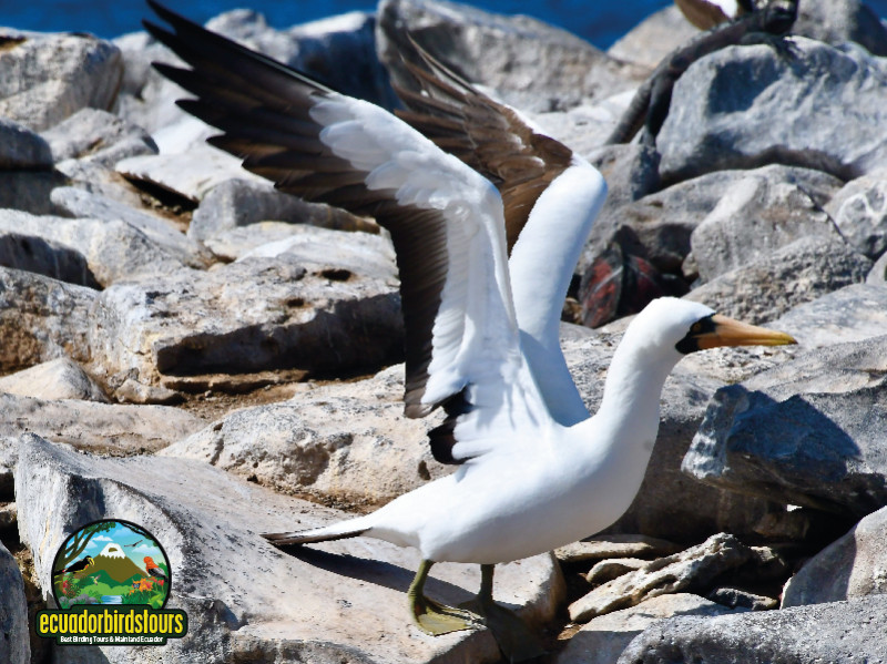 Nazca Boobies