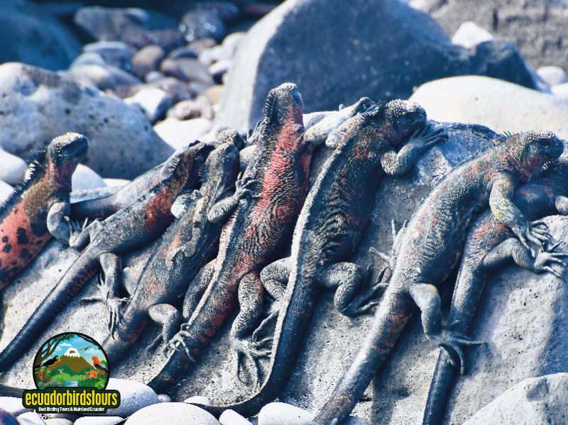 Marine Iguanas