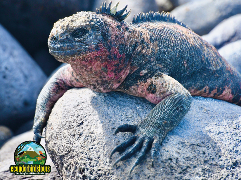 Marine Iguana