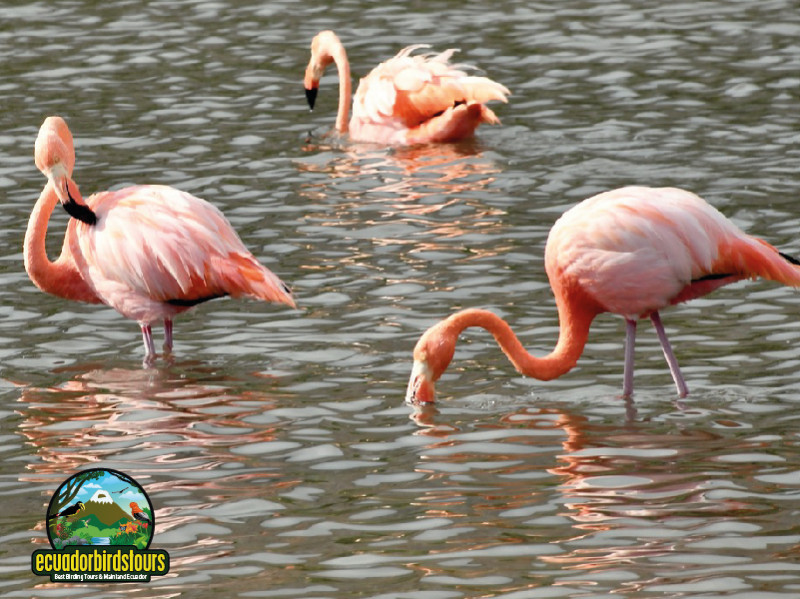 Galapagos Flamingo