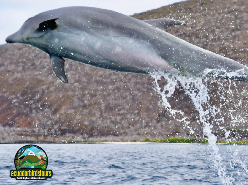 Bottlenose Dolphin