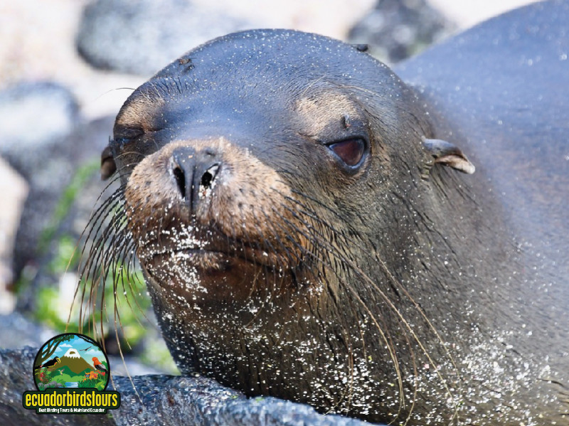 Sea Lion