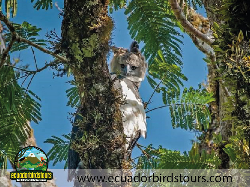 Adult Harpy Eagle