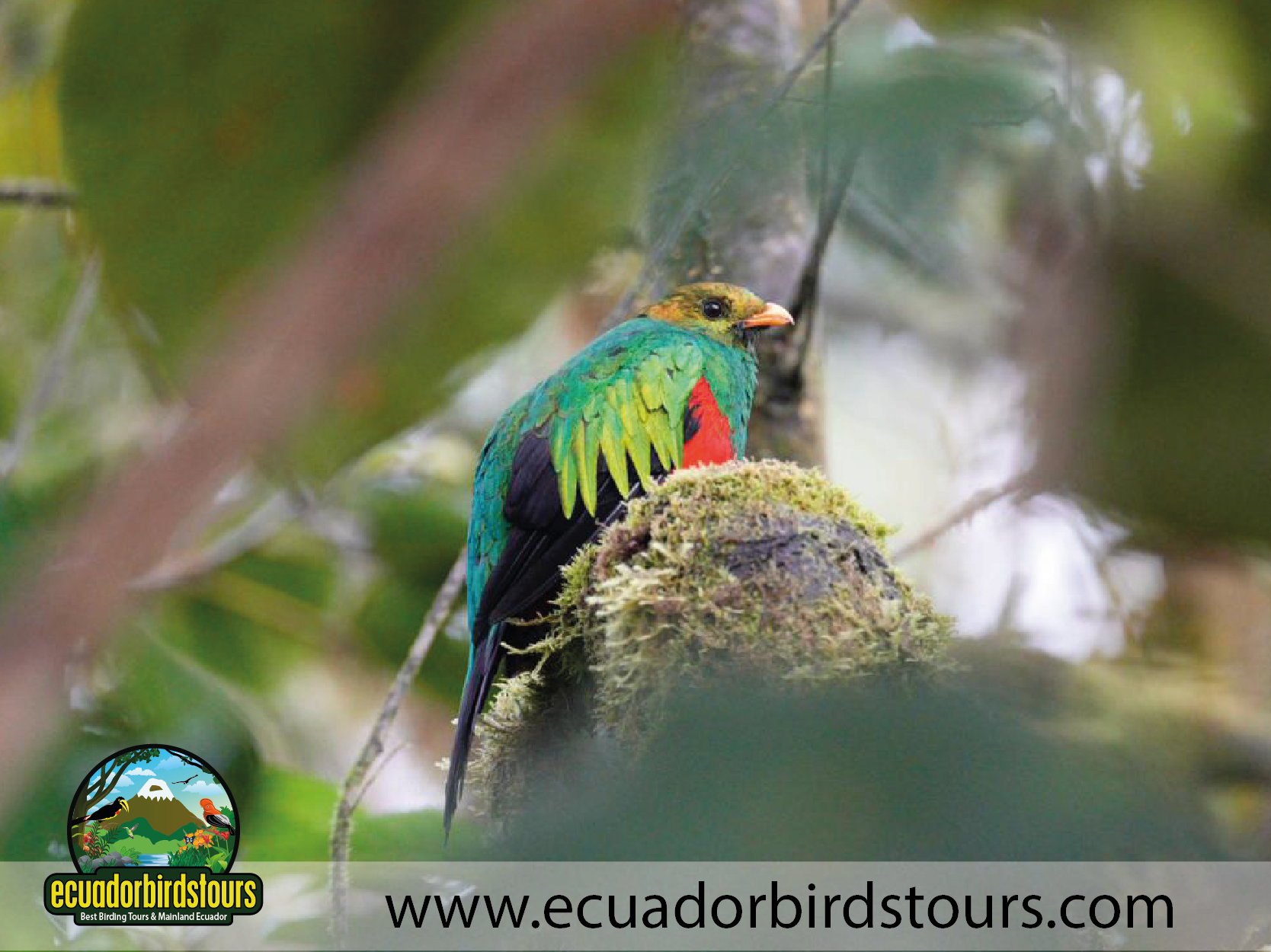 Birding in Ecuador February 05