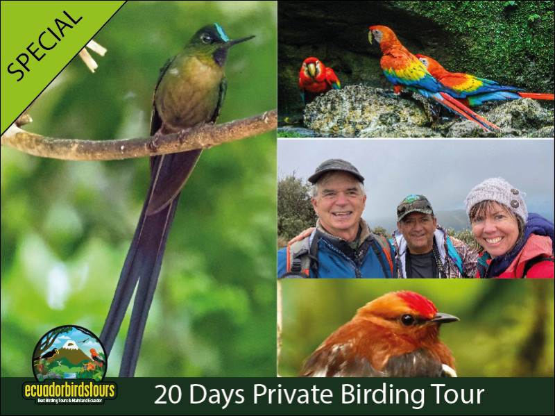 20 Days 19 Nights Birding Jewels of Ecuador Birds Tours