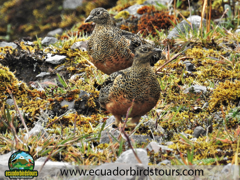 Ecuador Birds Tours Best Birding 02