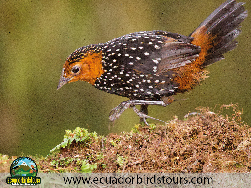 Ecuador Birds Tours Best Birding 07