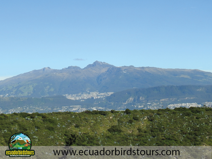 Ecuador Birds Tours Best Birding 08