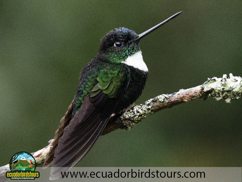 Ecuador Birds Tours Best Birding 10