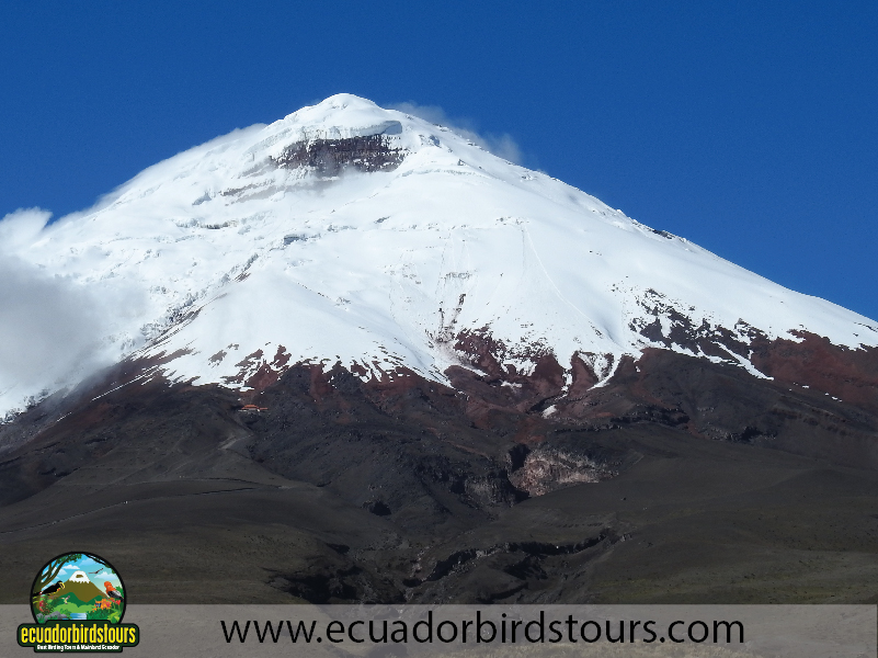 Ecuador Birds Tours Best Birding Ecuador 03