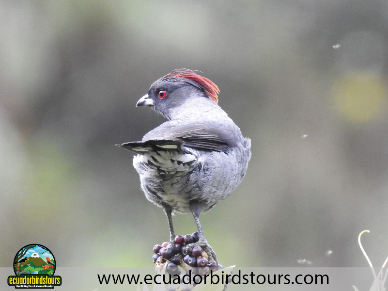 Ecuador Birds Tours Best Birding Ecuador 04