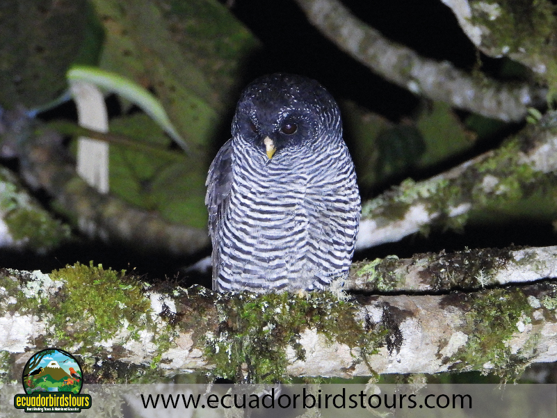 Ecuador Birds Tours Best Birding Ecuador 07