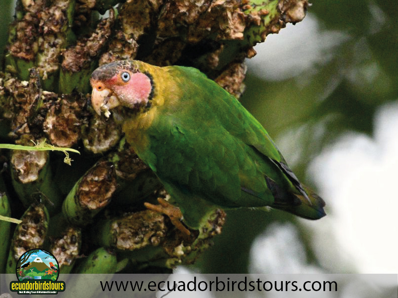 Ecuador Birds Tours Best Birding Ecuador 14