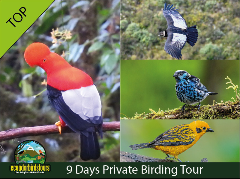 9 Days 8 Nights Birding Andes and Cloud Forests Hotspots