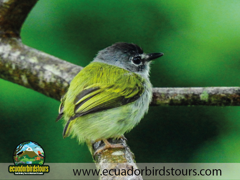 Birdwatching Photo Tours Ecuador by Ecuador Birds Tours 02