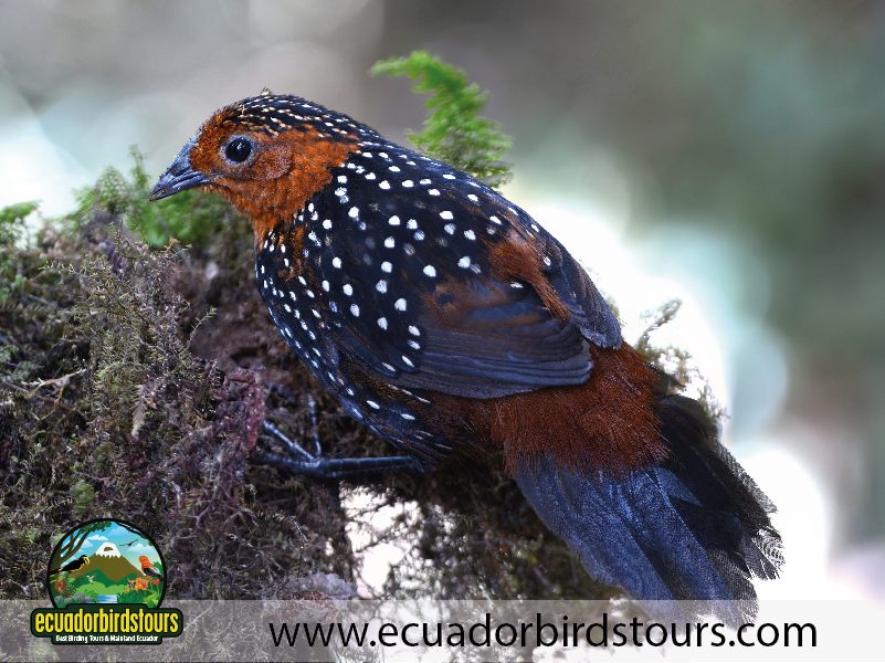 Birdwatching Photo Tours Ecuador by Ecuador Birds Tours 05