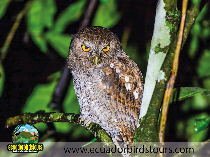 Birdwatching Photo Tours Ecuador by Ecuador Birds Tours 13