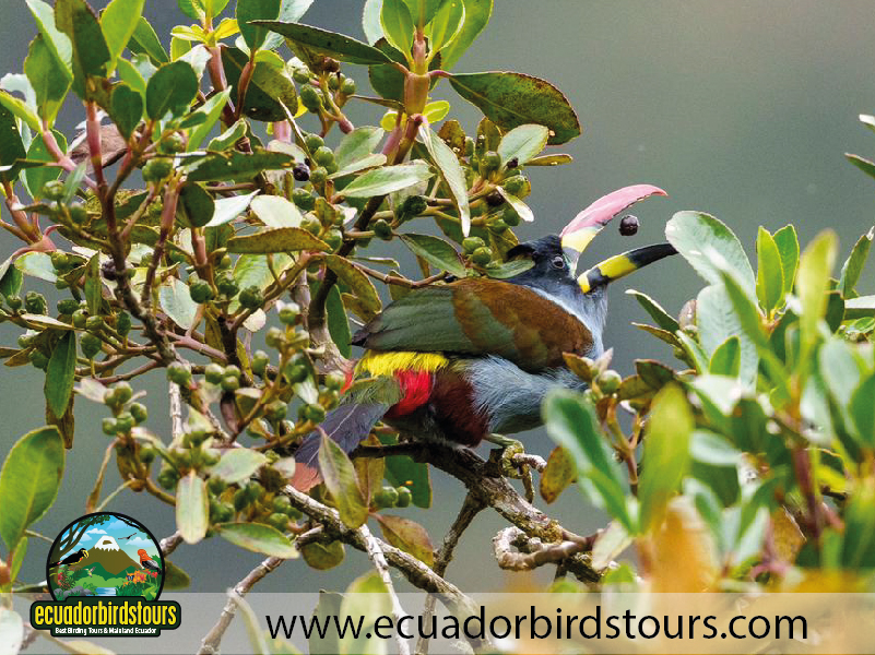Grey-breasted Mountain Toucan