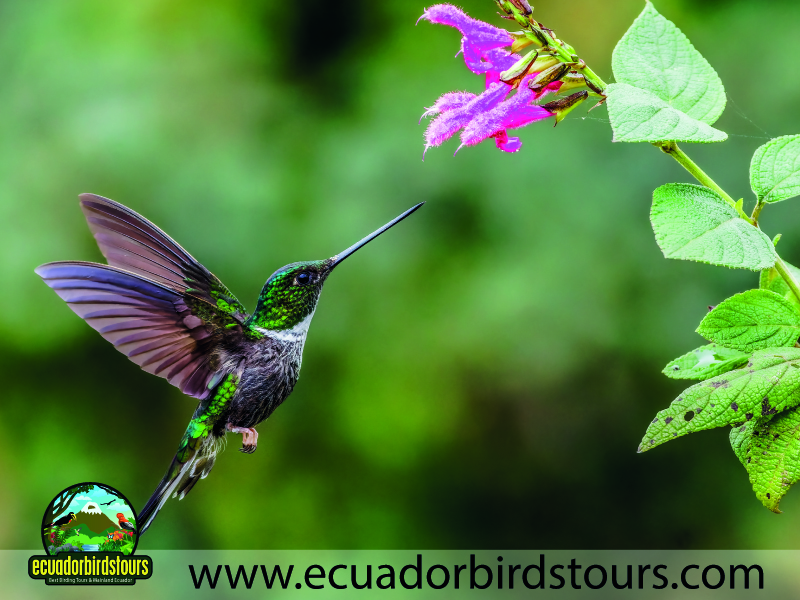 Full day Andean Cock of the Rock Tour by Ecuador Birds Tours 2