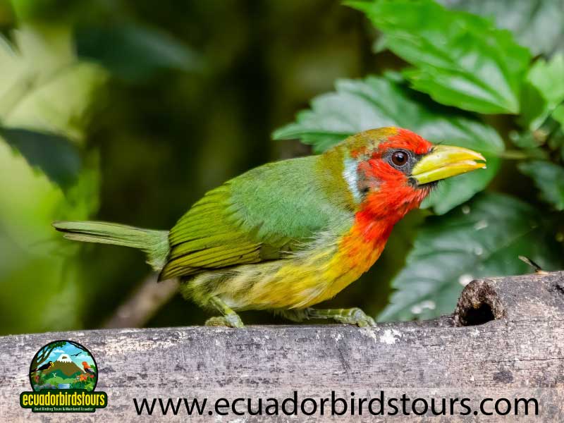 Full day Andean Cock of the Rock Tour by Ecuador Birds Tours 21