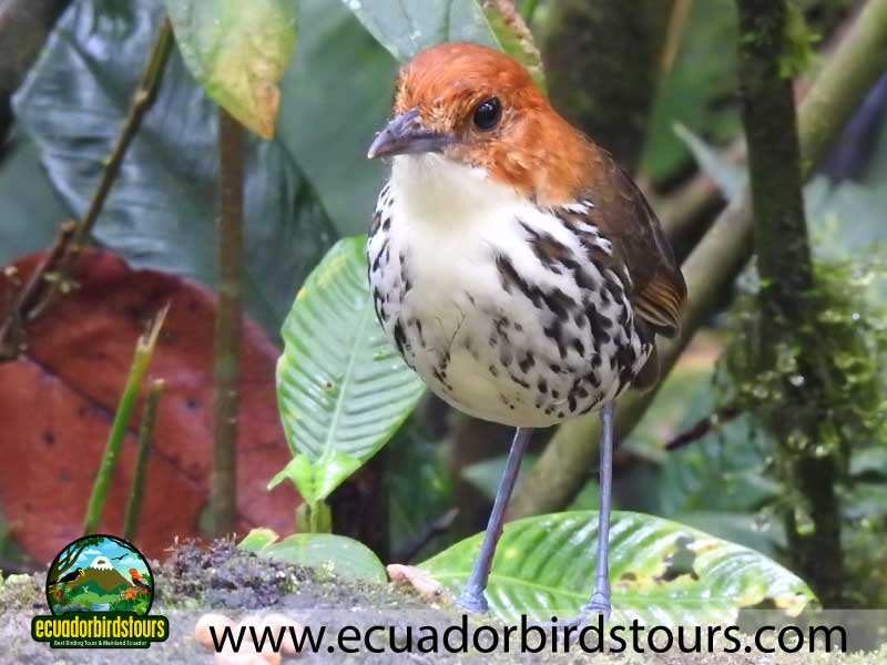 Full day Andean Cock of the Rock Tour by Ecuador Birds Tours 24