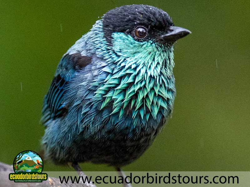 Full day Andean Cock of the Rock Tour by Ecuador Birds Tours 25