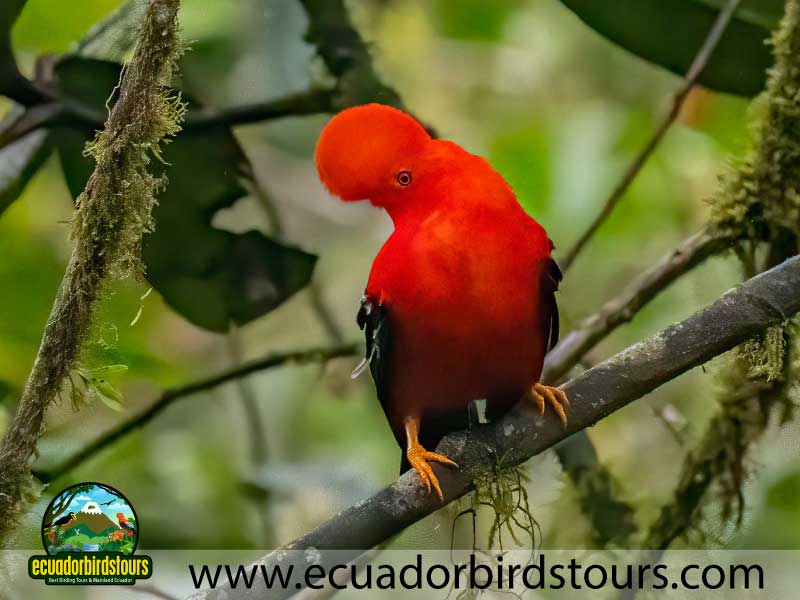 Full day Andean Cock of the Rock Tour by Ecuador Birds Tours 27