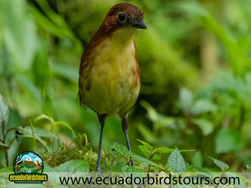 Full day Andean Cock of the Rock Tour by Ecuador Birds Tours 7