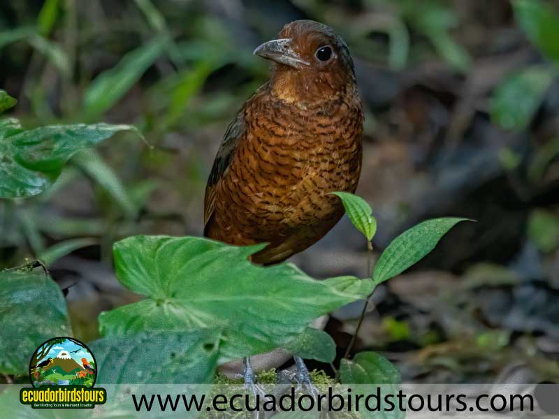 Full day Andean Cock of the Rock Tour by Ecuador Birds Tours 8