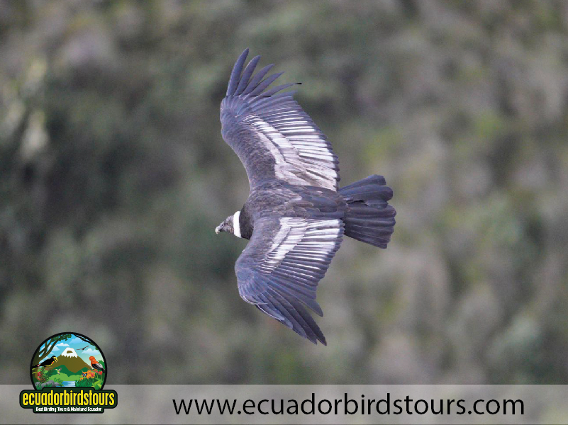 Antisana Condor Observatory Andean Condor Female by Ecuador Birds Tours