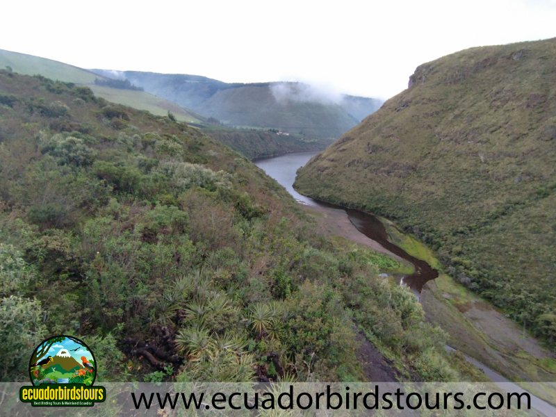 Antisana Condor Observatory Birding Photography Tours in Ecuador